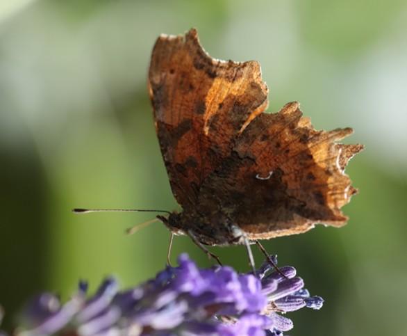 Schmetterling